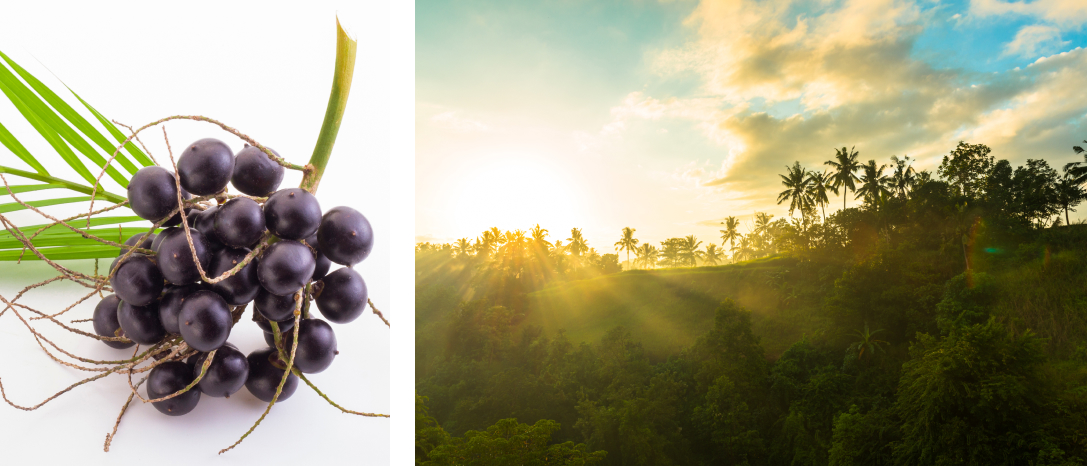 Acai berries and tropical forest