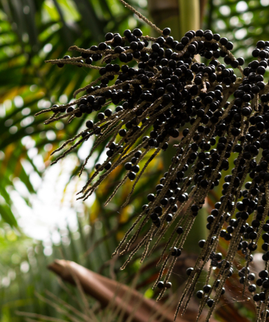 Acai palm berries cluster