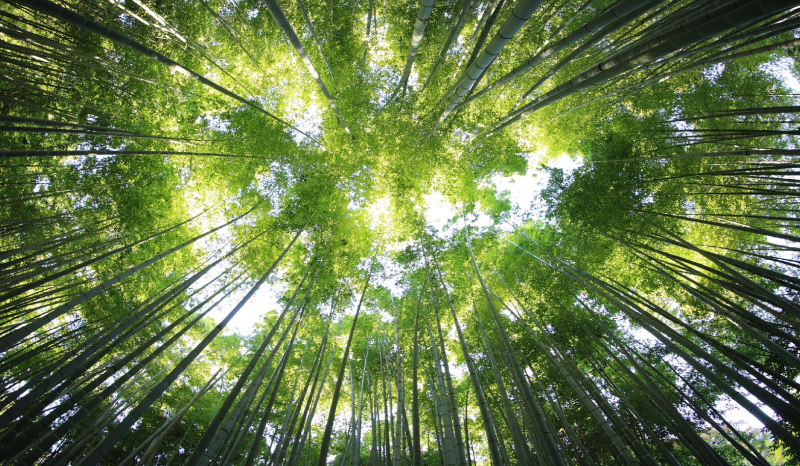 Bamboo forest looking up
