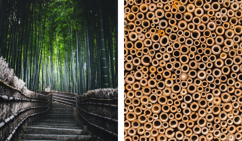 Bamboo grove path and cross sections