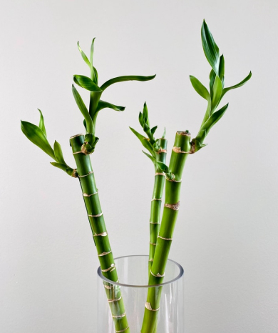 Bamboo shoots in vase