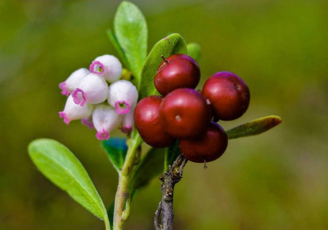 Bearberry berries and flowers
