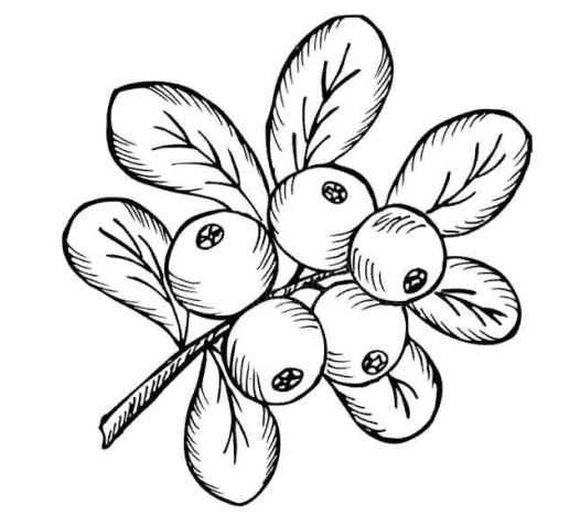 Bearberry line illustration