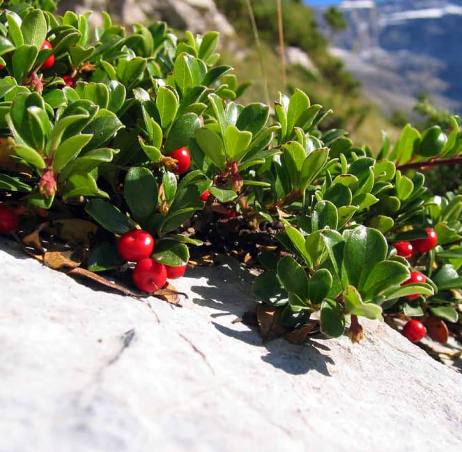 Bearberry plant on rocks