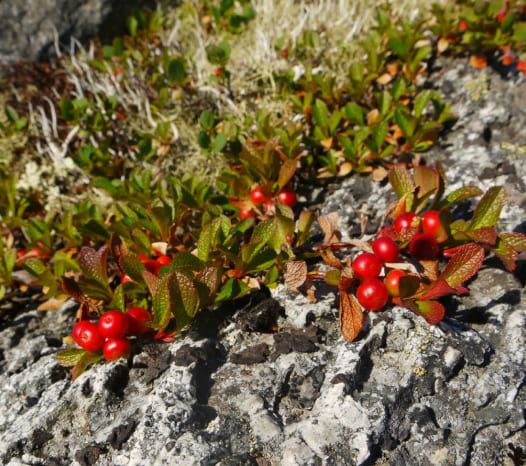 Bearberry red berries on rock