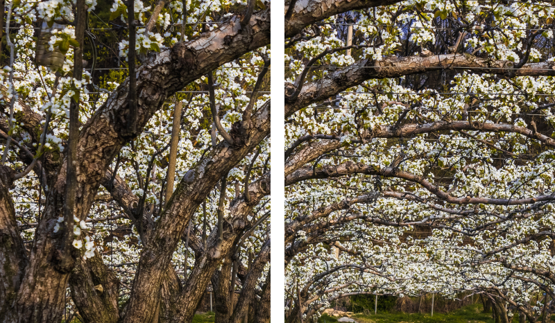 Blooming orchard trees