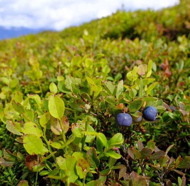 Blueberry bushes in nature