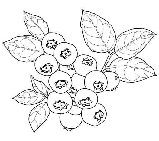 Blueberry line illustration