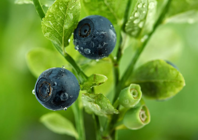 Blueberry macro with dew