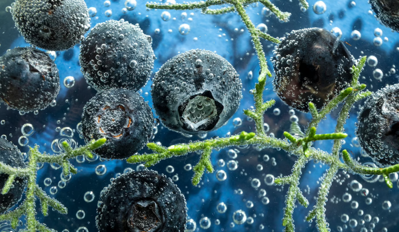Blueberry underwater bubbles