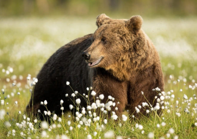 Brown bear in cotton grass