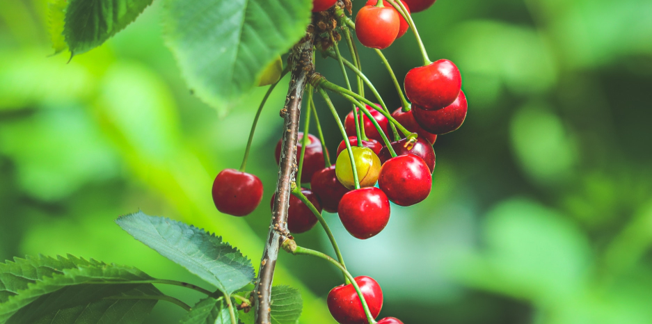 Cherry berries on branch
