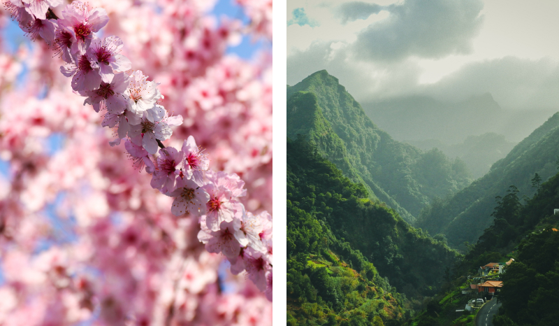 Cherry blossom and mountain