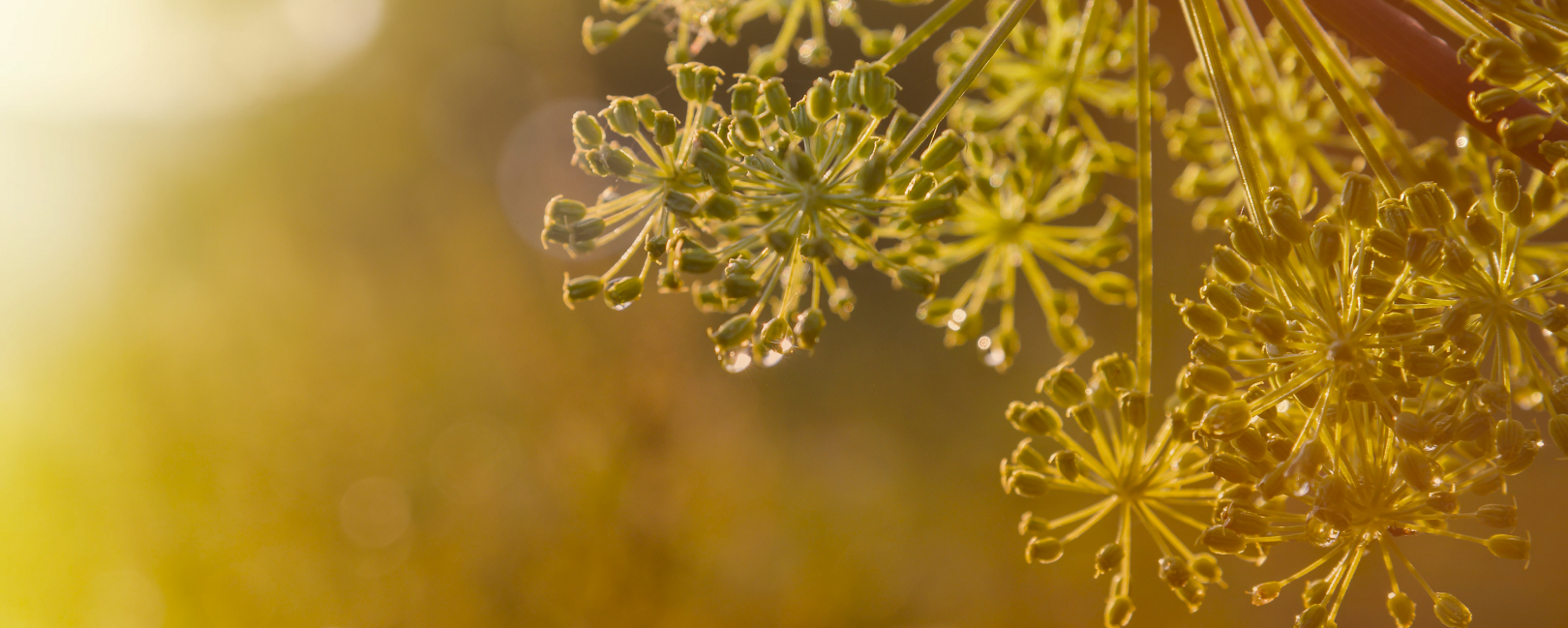 Dill flowers golden light