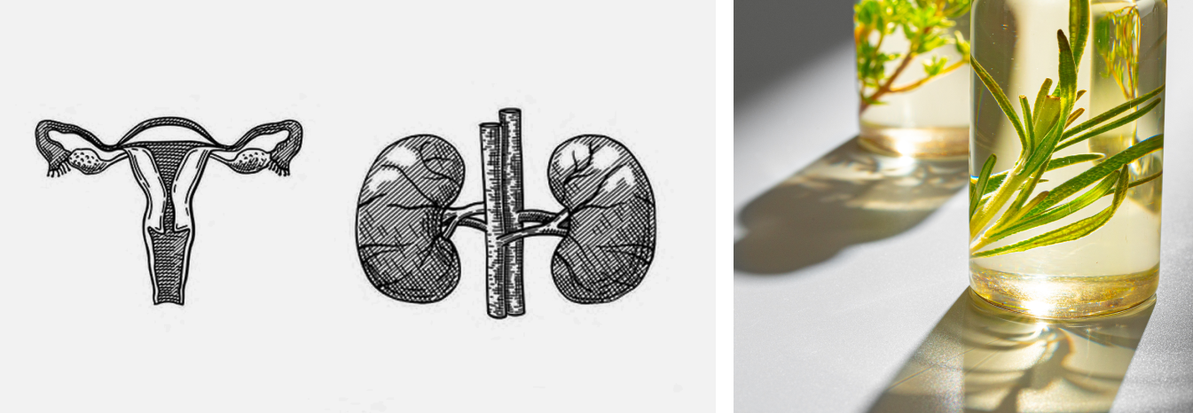 Female organs and herbal oil