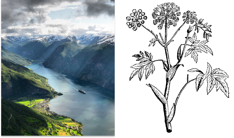 Fjord and herb botanical illustration