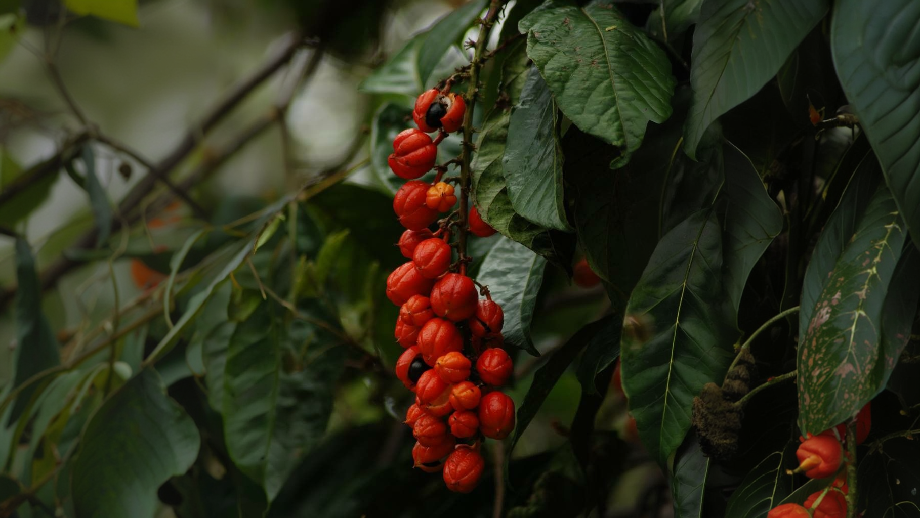 CH: Chống mệt mỏi ở cấp độ tế bào