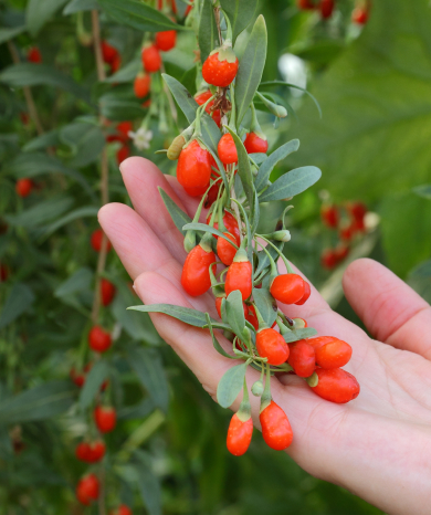 Hand holding goji branch
