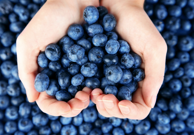 Hands cupping blueberries