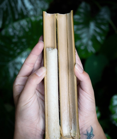 Hands holding bamboo shoots