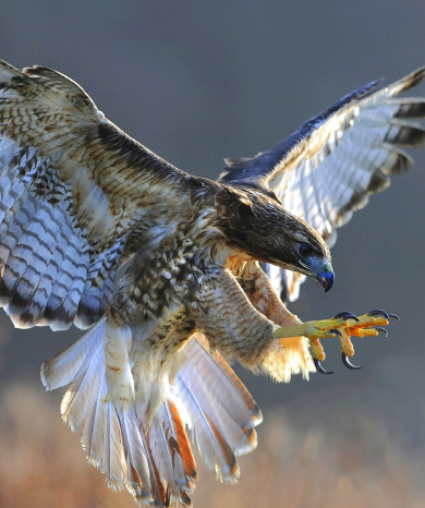 Hawk in flight