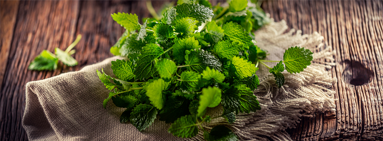 Lemon balm bunch on wood