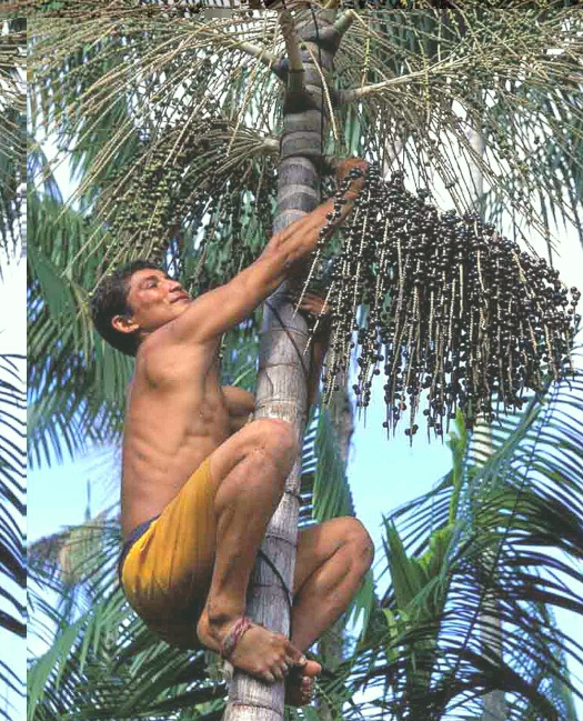 Man climbing palm for acai