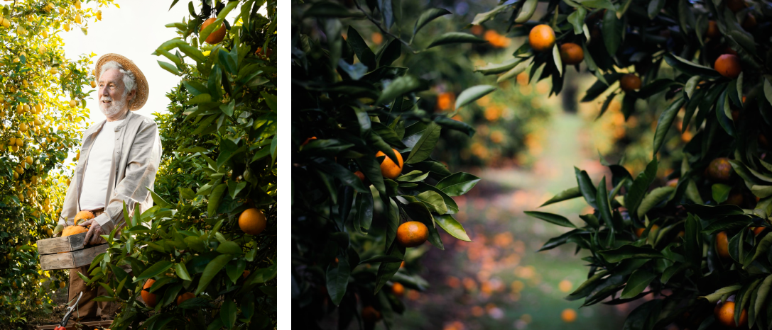 Orange grower and citrus grove