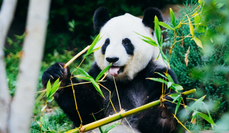 Panda eating bamboo